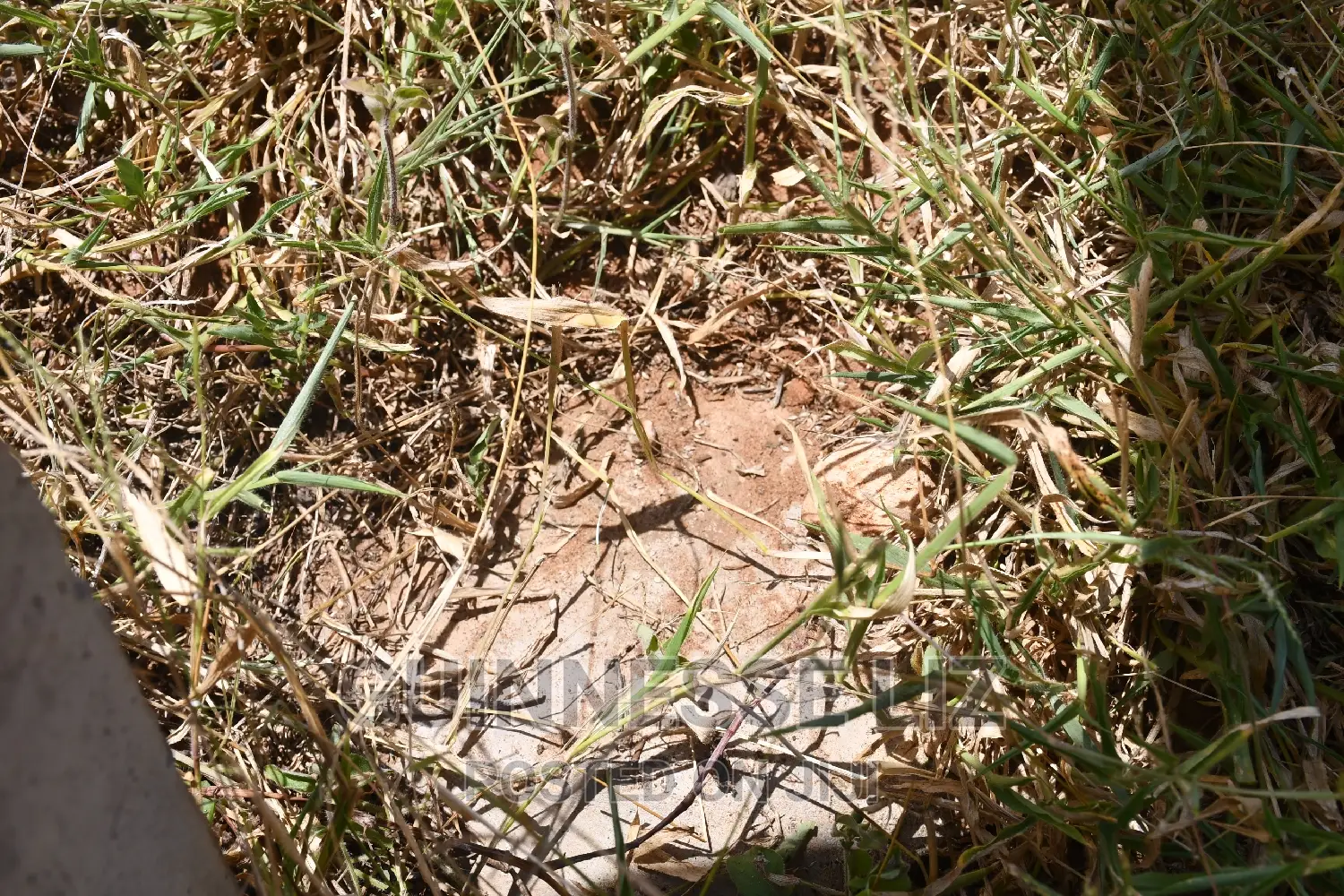 Coral Rock Acre Land: Shamba La Mawe - One Acre for Sale in Matsangoni