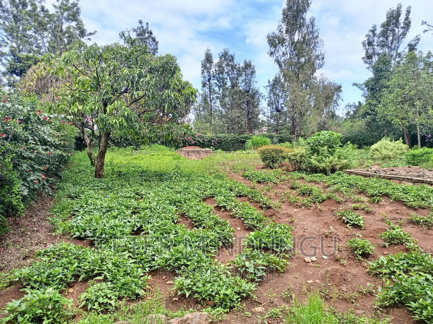 Spacious 1/2 Acre Plot for Sale: Thome One in Thome