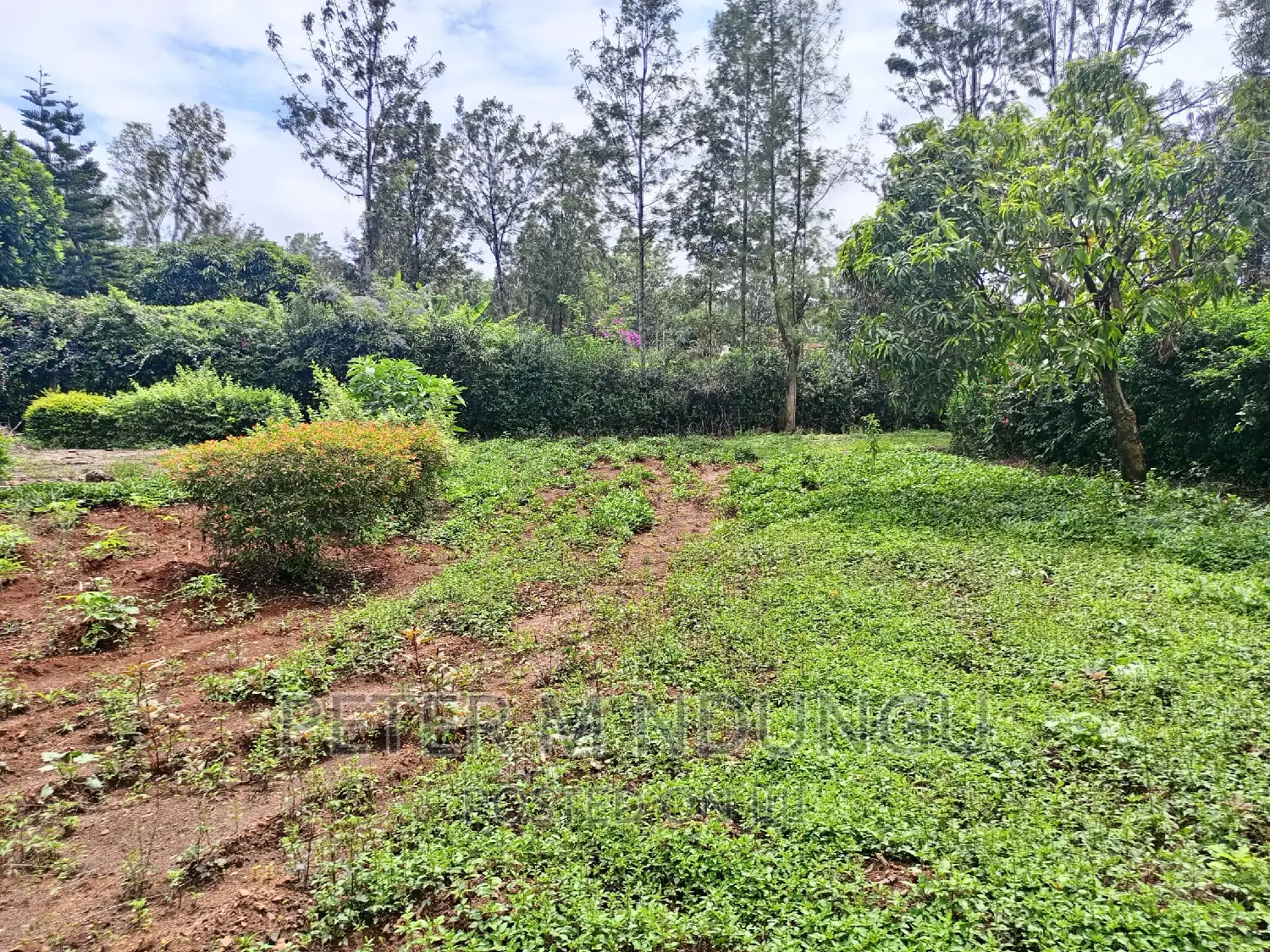 Spacious 1/2 Acre Plot for Sale: Thome One in Thome