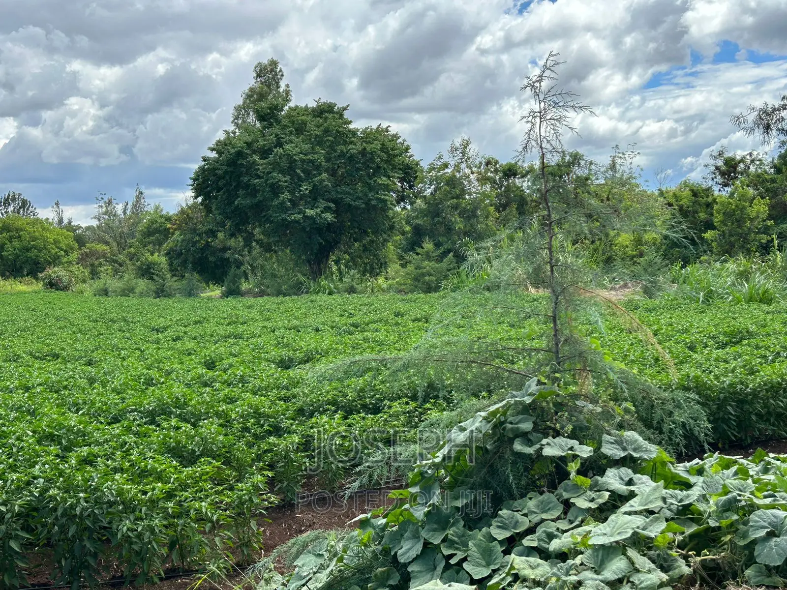 7-acre Farm with River Frontage in Sagana: Ready for Investment in Kerugoya