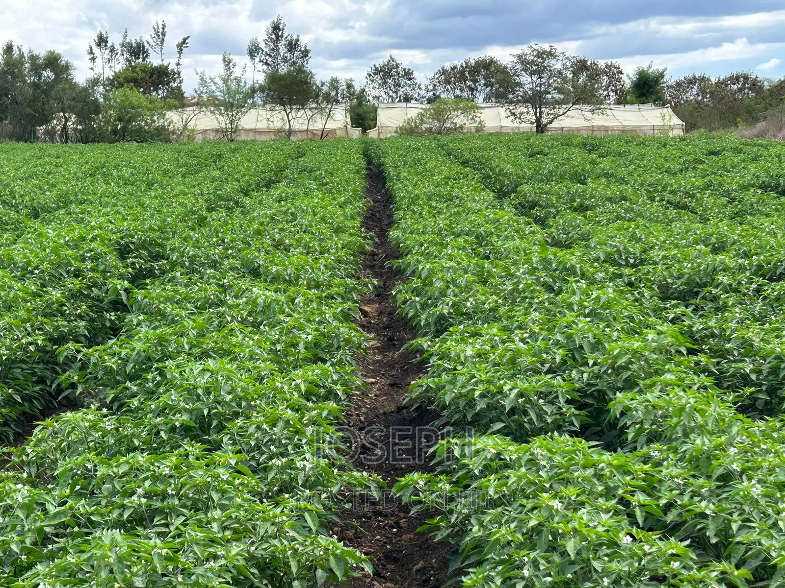7-acre Farm with River Frontage in Sagana: Ready for Investment in Kerugoya