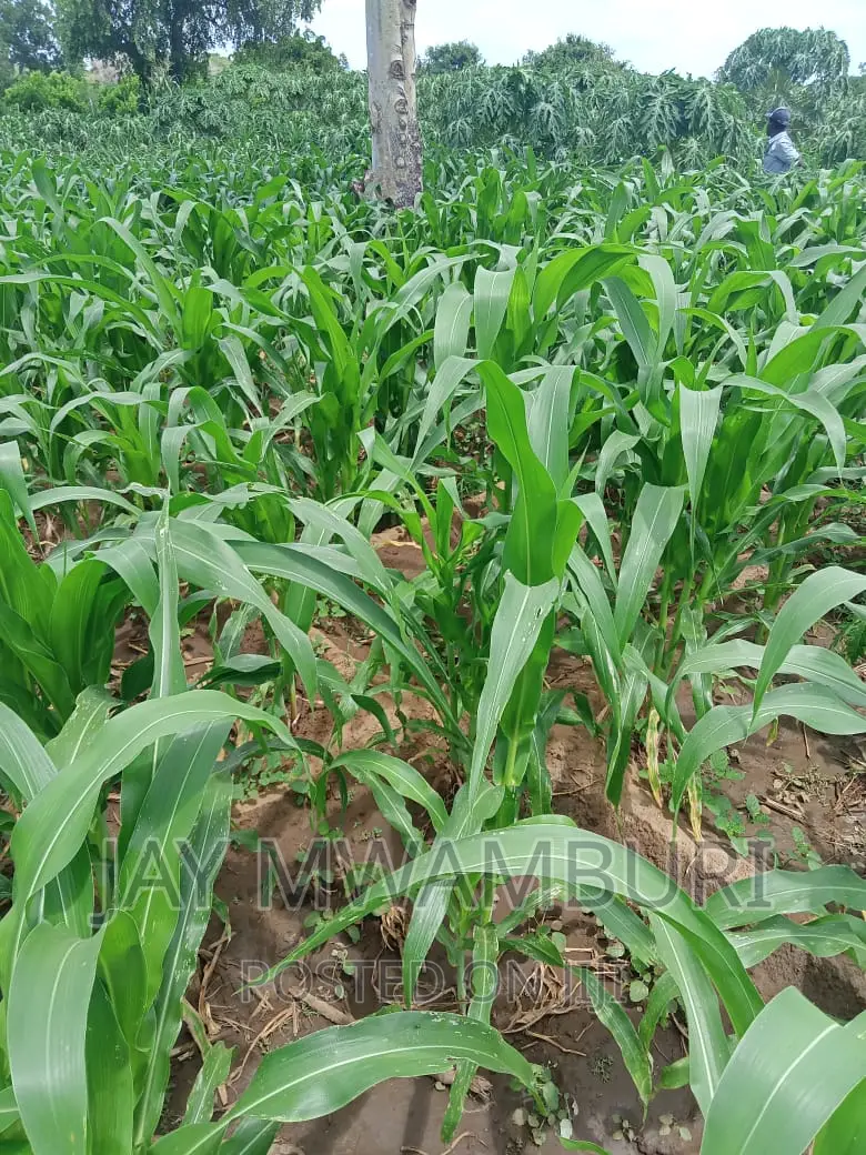 200 Acres Touching River Kilifi in Bamba