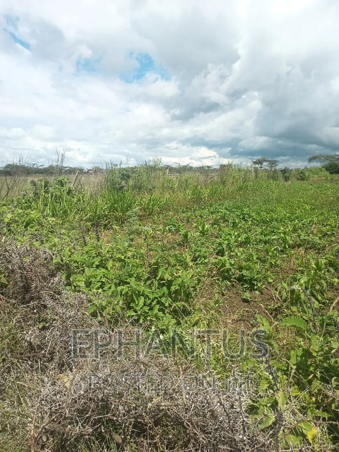 Discounted 1/4 Plot in Joska - Grab This Opportunity Today! in Ruai