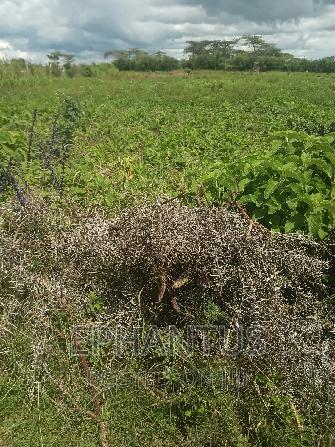 Discounted 1/4 Plot in Joska - Grab This Opportunity Today! in Ruai