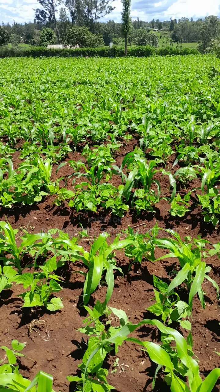 1 Acre Land for Sale in Labour, Kandongu, Kianjogu Mwea in Mutithi