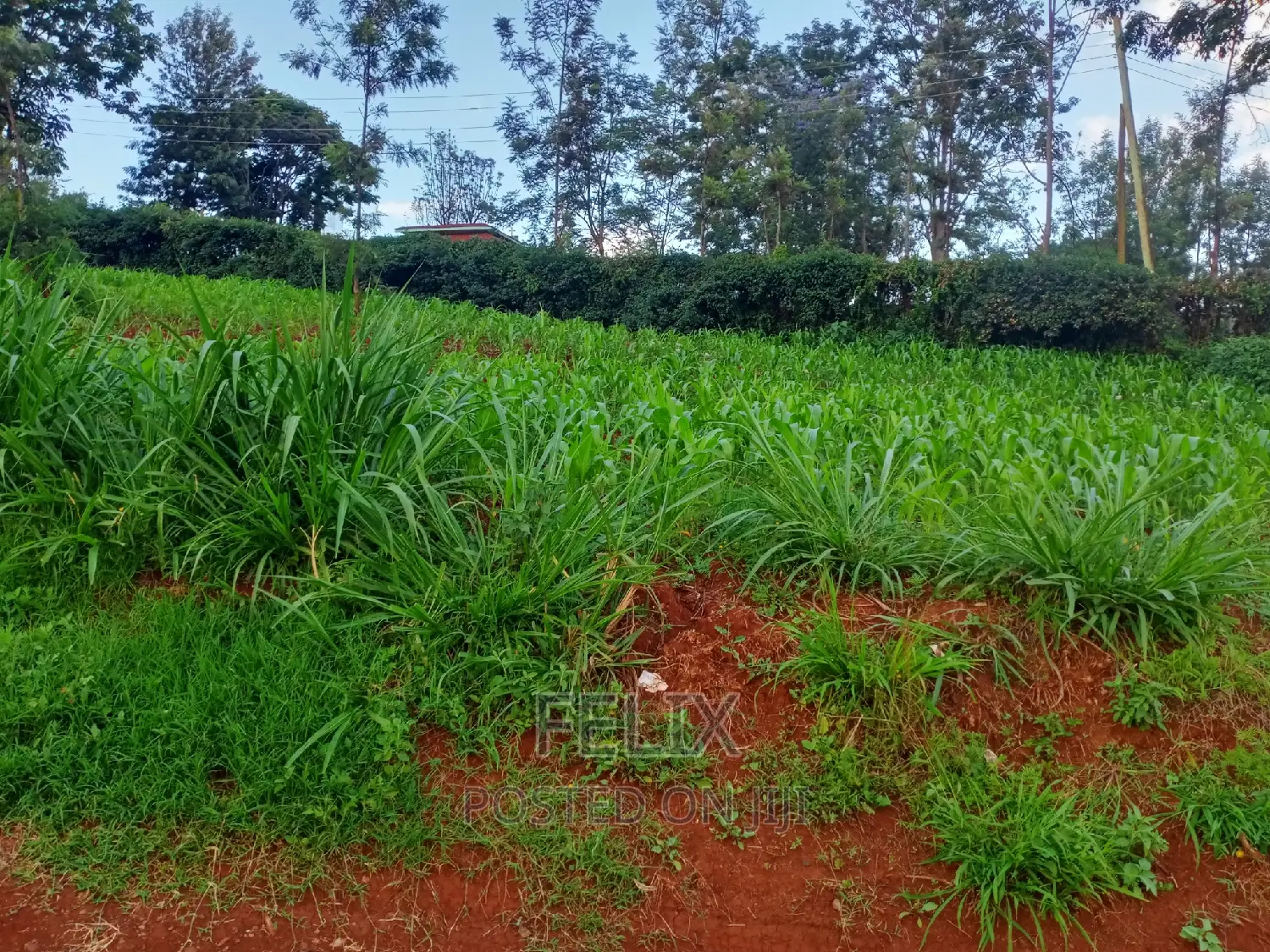 Nyeri Town Commercial 50/100 Plot on Sale in Nyeri Town