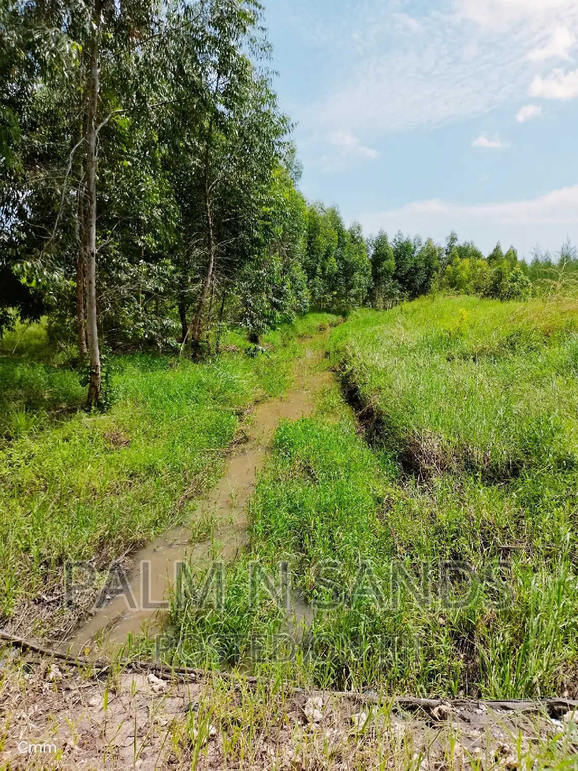 214-Acre Farmland for Sale in Majoreni: Your Dream Farm Awaits! in Vanga