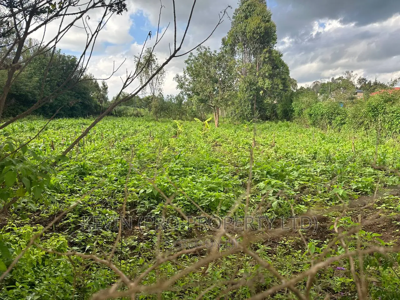 Affordable 1/4 Acre Plot in Thigio-Kikuyu: For Sale in Kikuyu