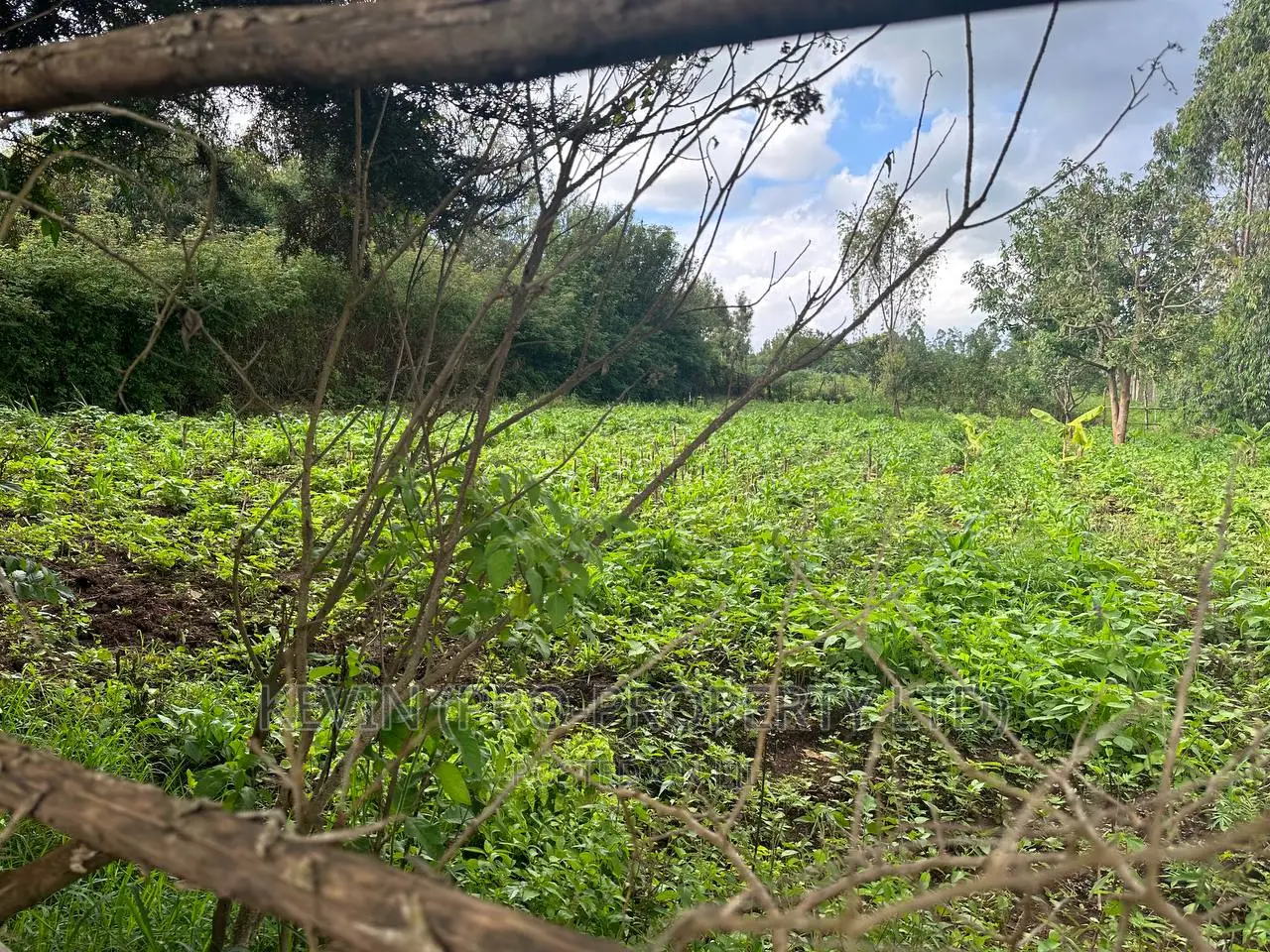 Affordable 1/4 Acre Plot in Thigio-Kikuyu: For Sale in Kikuyu