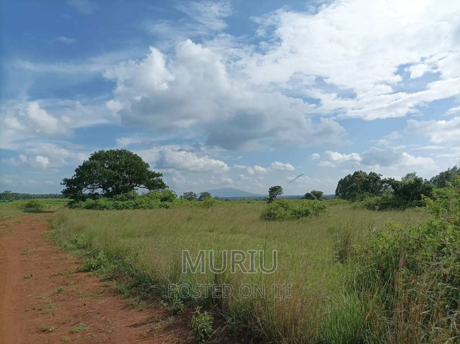 Prime Red Soil Farmland (178 Acres) for Sale in Makuyu, Kenya in Makuyu