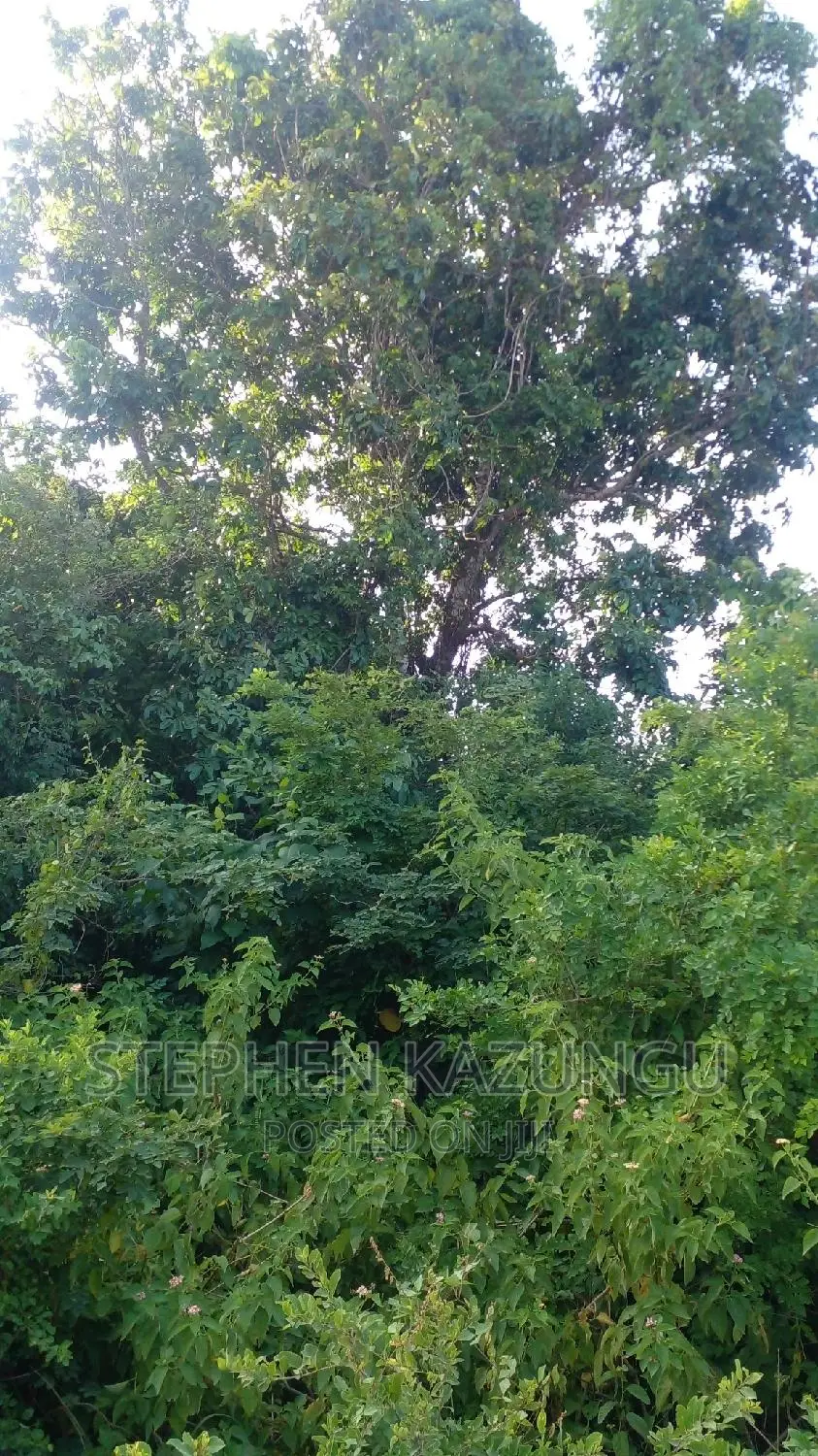 2 Acres in Galu Kinondo Beach on 2nd Beach Row in Ukunda
