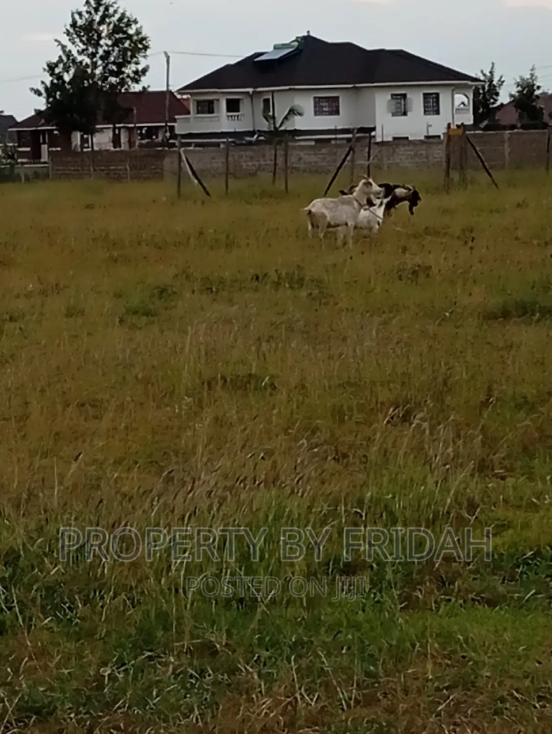 Prime Acacia Plots in Kitengela - Quality, Space & Great Opportunity in Kitengela