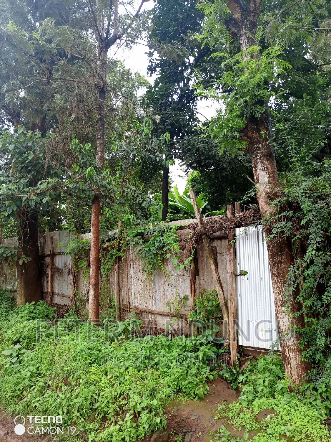 1/4 Acre Plot - Kiamumbi Real Estate Opportunity in Kiambu / Kiambu