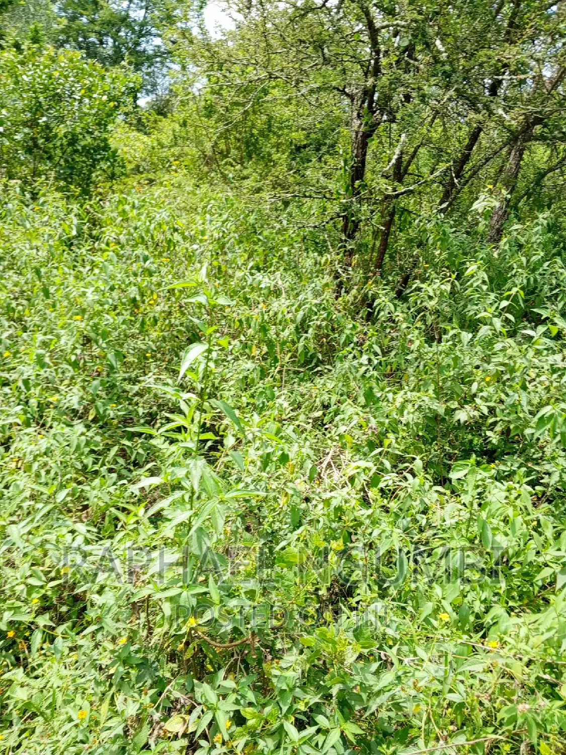 5 Acres Masii in Masii