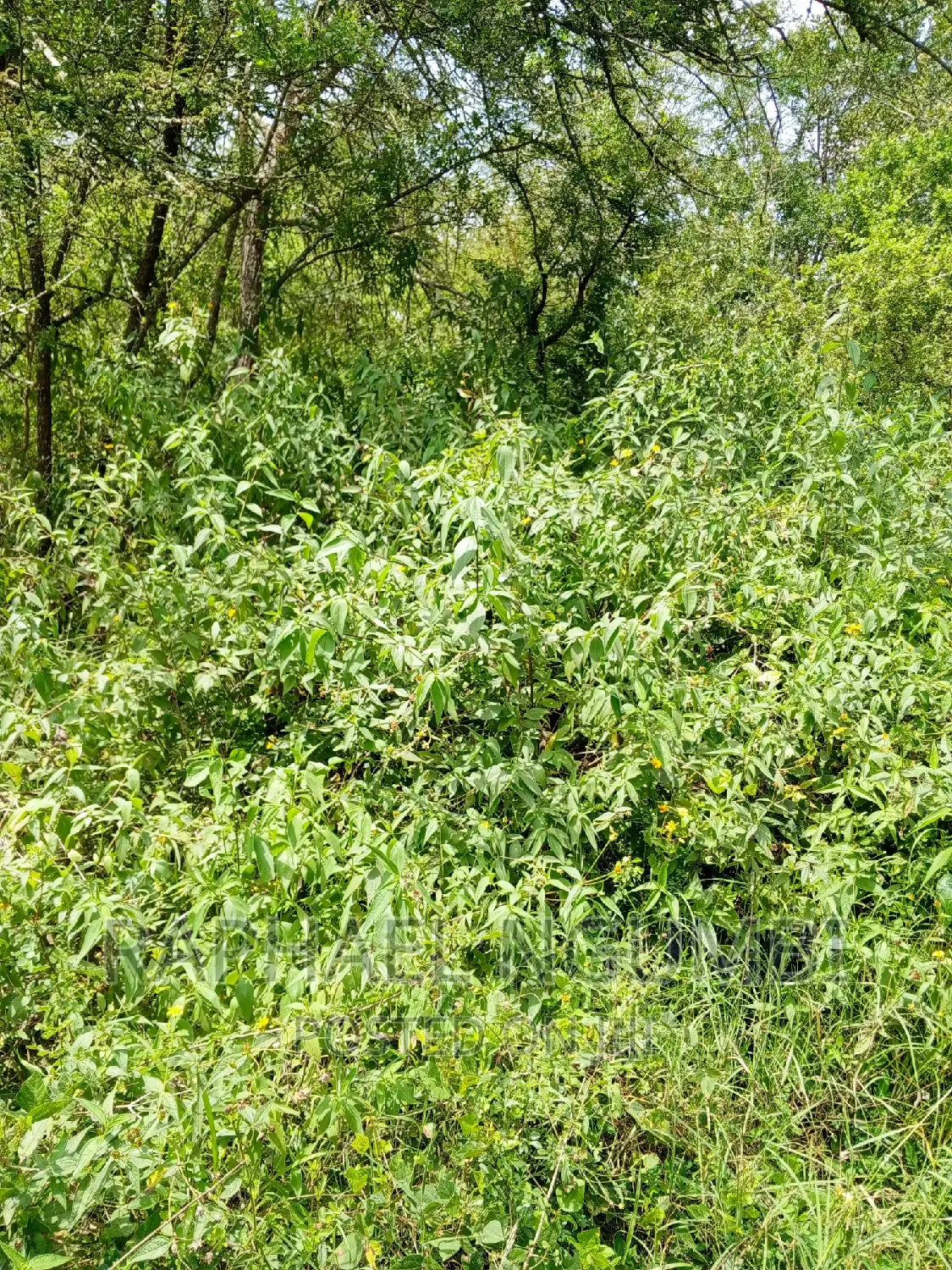 5 Acres Masii in Masii