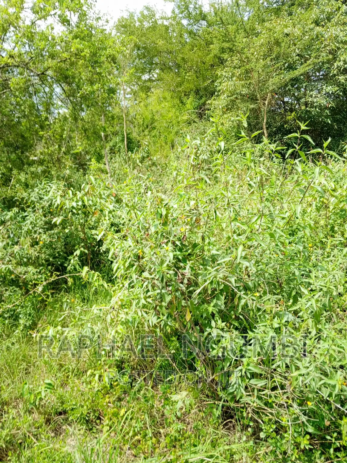 Eleven (11) Acres at Masii After Masii Girls. in Masii