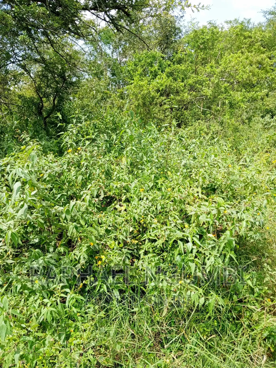 Eleven (11) Acres at Masii After Masii Girls. in Masii