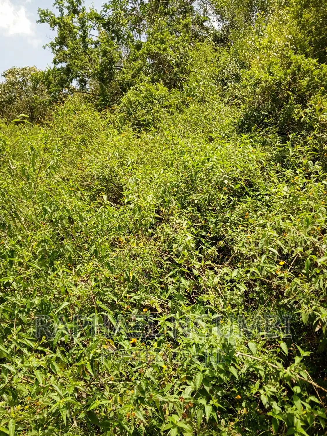 15 Acres Irrigation Land at Athi River in Wamunyu