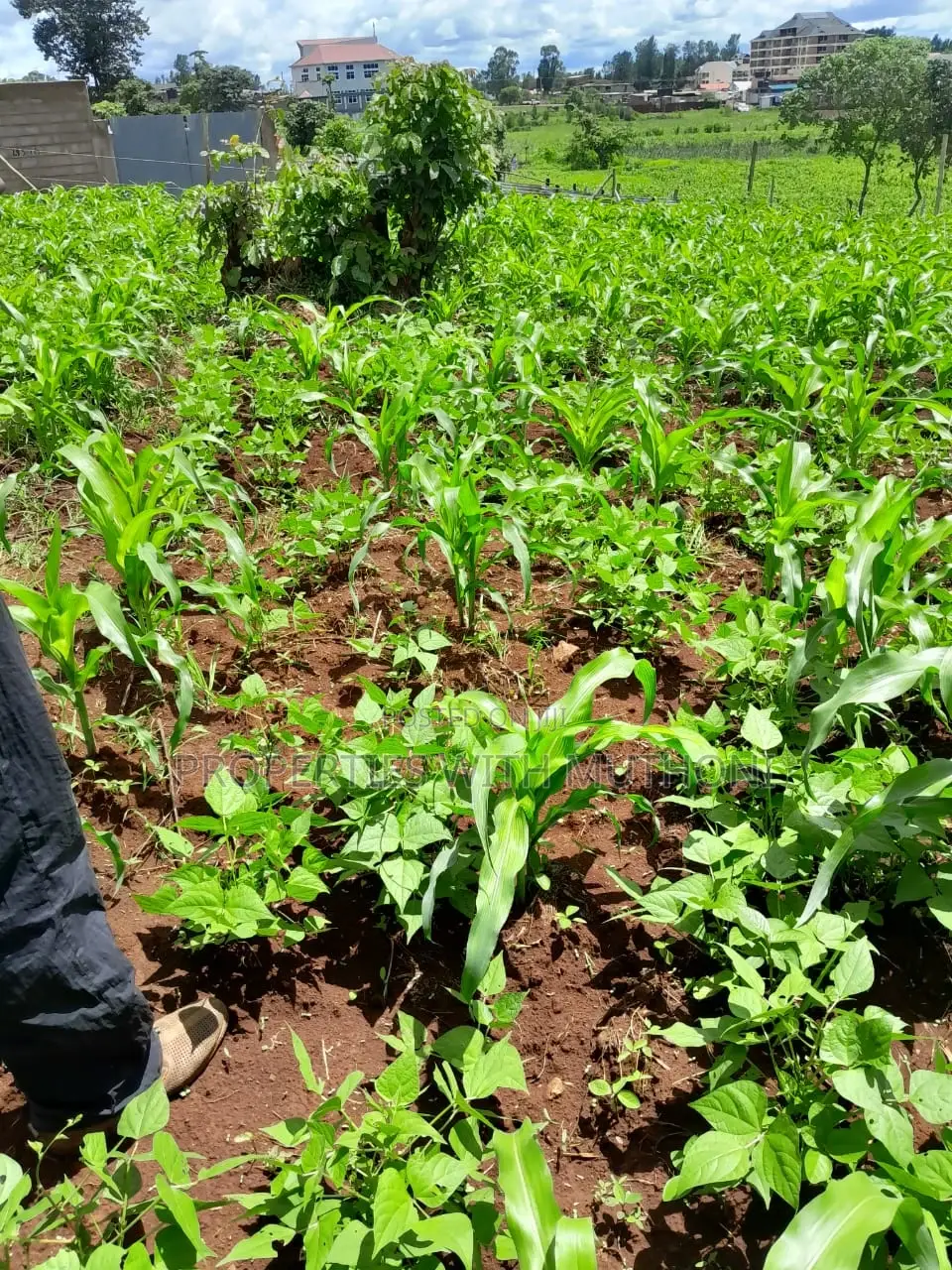 Buying a Plot in Kagio Town? 50x100 Sizes Available Now in Mutithi