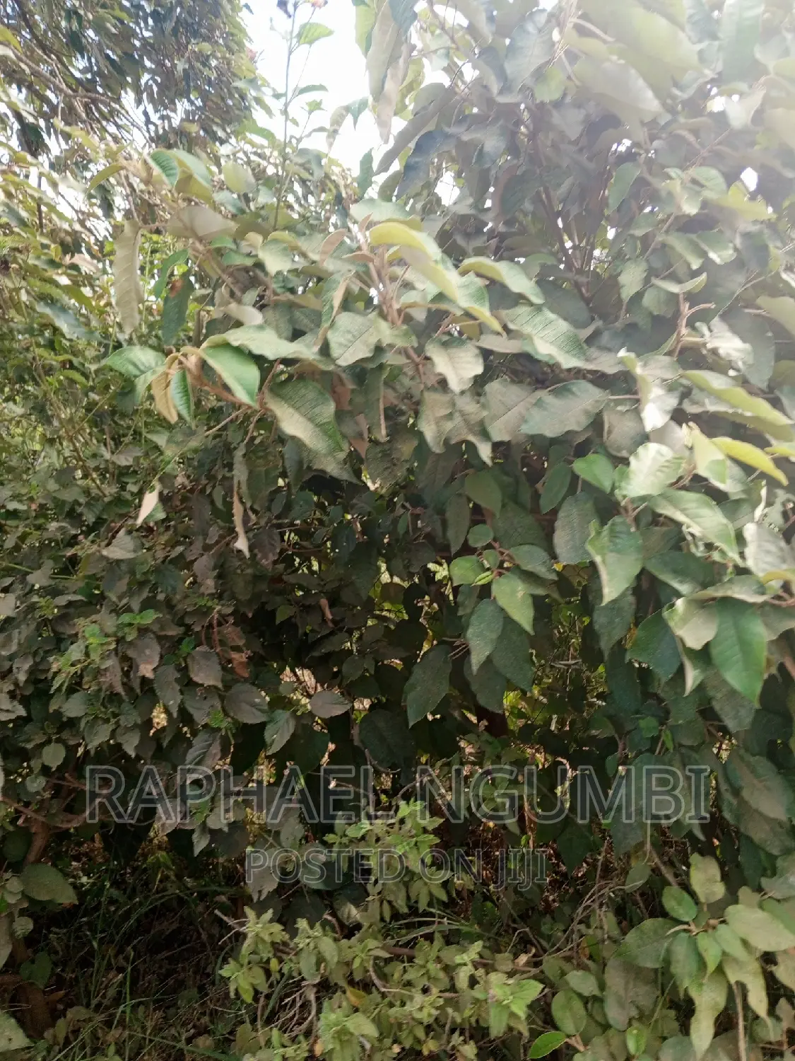 Machakos Mbumbuni Porini Plots in Machakos Town