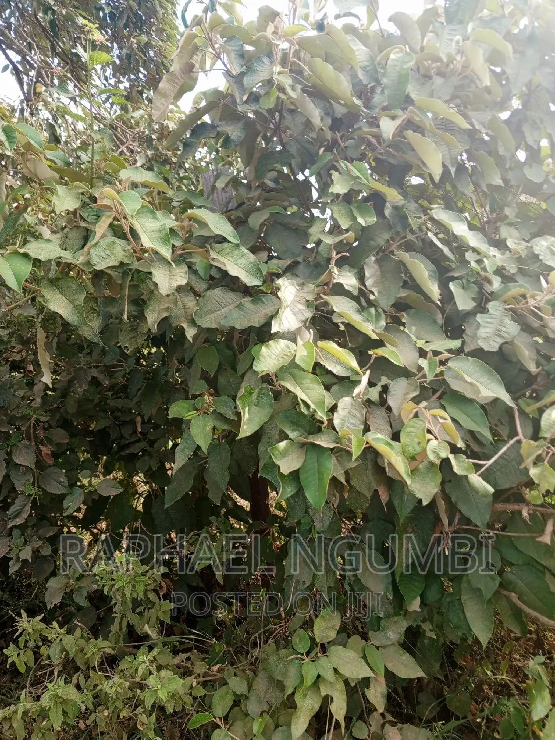 Machakos Mbumbuni Porini Plots in Machakos Town