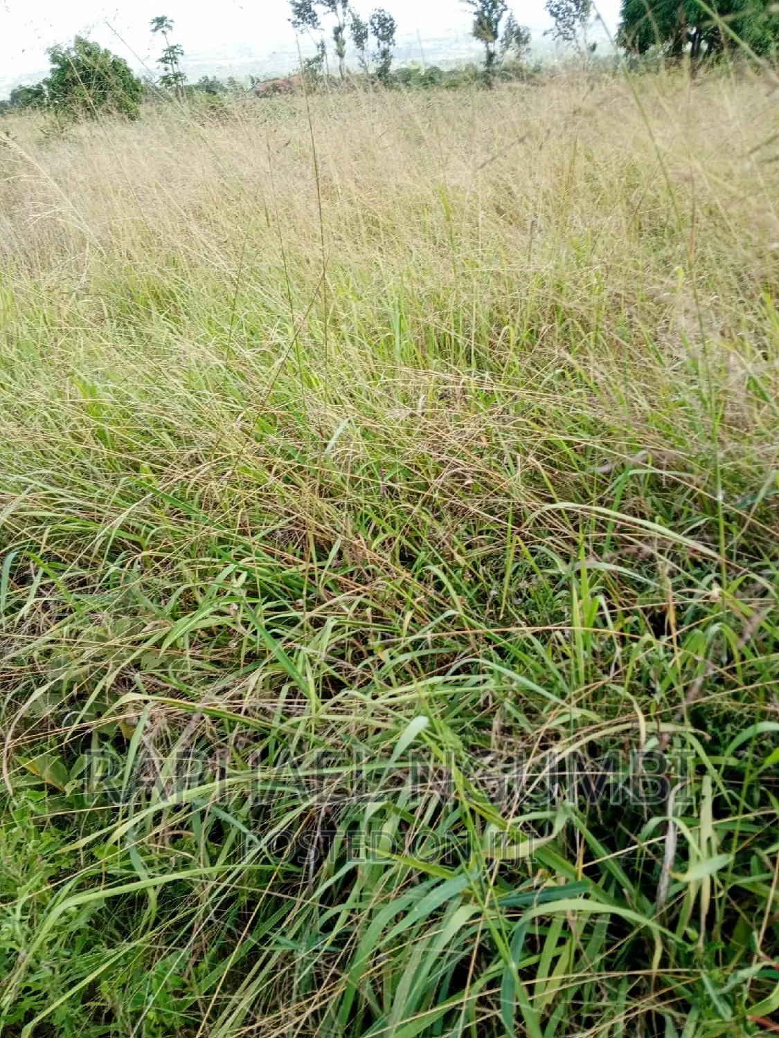 Two (2) Prime Acres at Thaitha Kimutwa Muumandu in Machakos Town