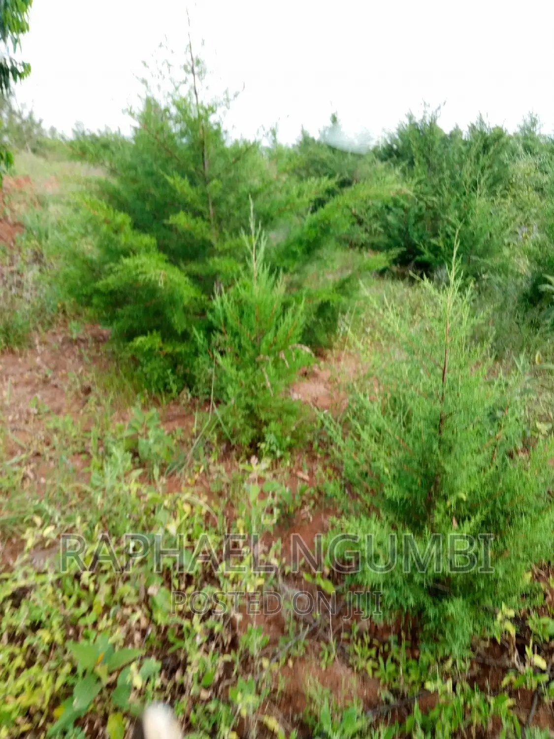 Two (2) Prime Acres at Thaitha Kimutwa Muumandu in Machakos Town