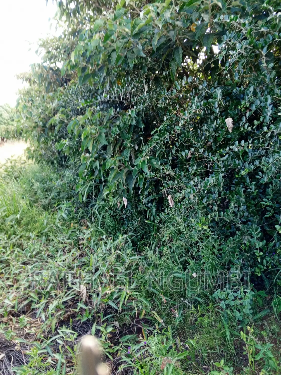 Two (2) Prime Acres at Thaitha Kimutwa Muumandu in Machakos Town