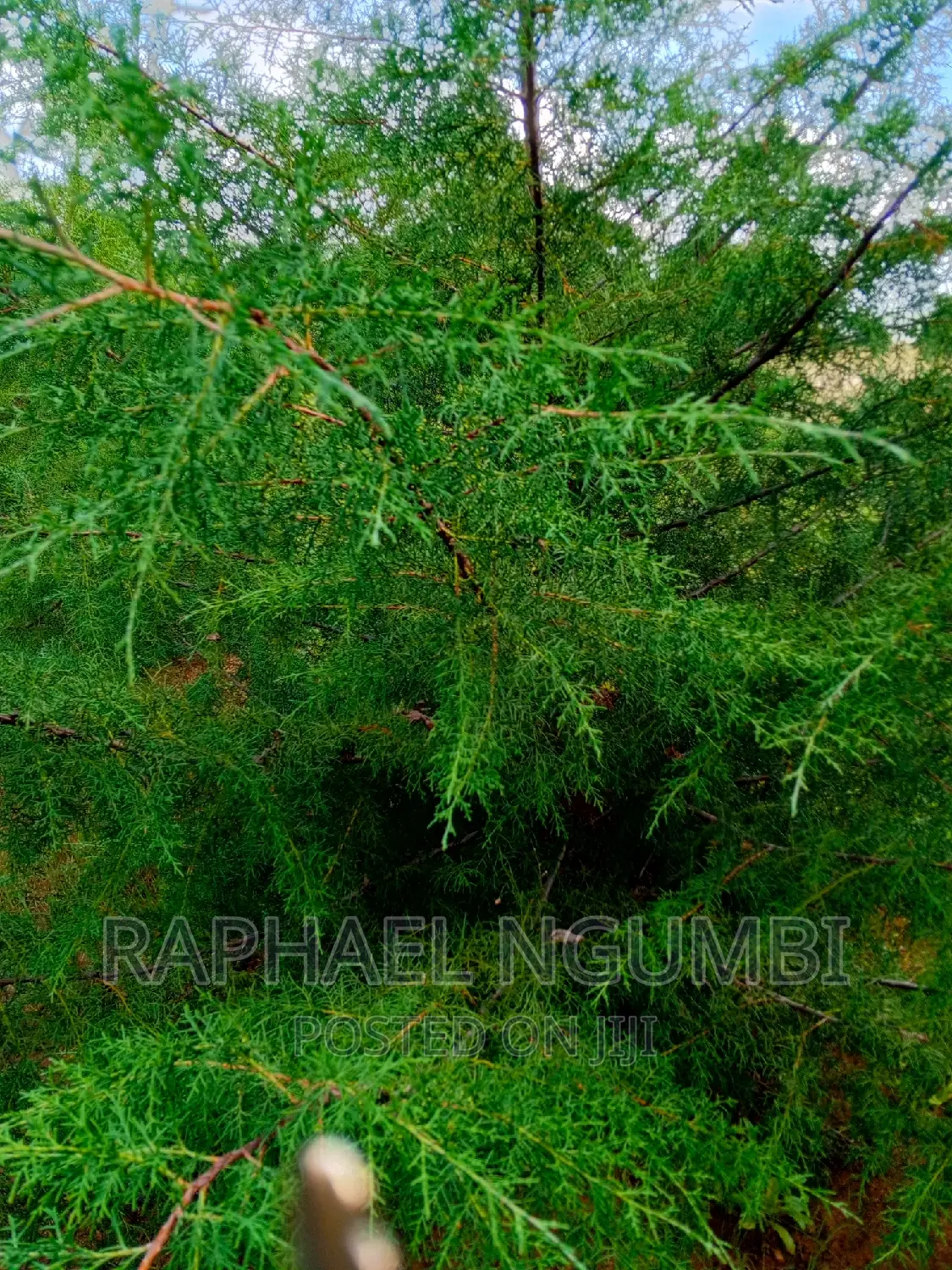 Two (2) Prime Acres at Thaitha Kimutwa Muumandu in Machakos Town