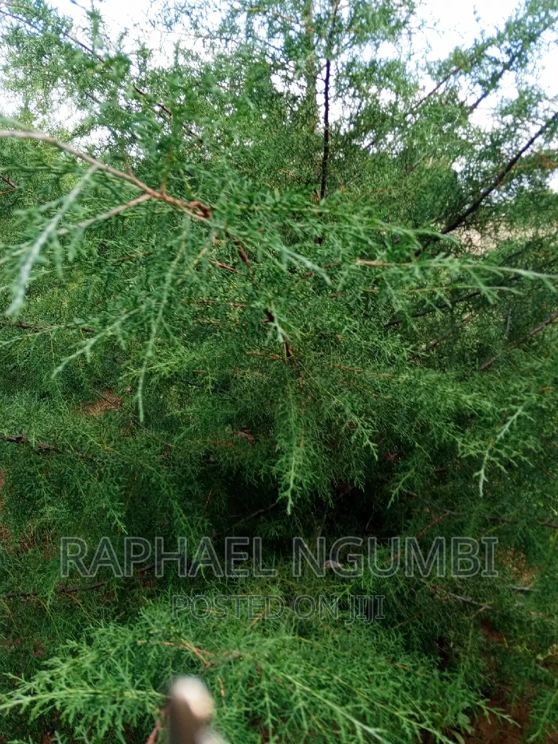 Two (2) Prime Acres at Thaitha Kimutwa Muumandu in Machakos Town