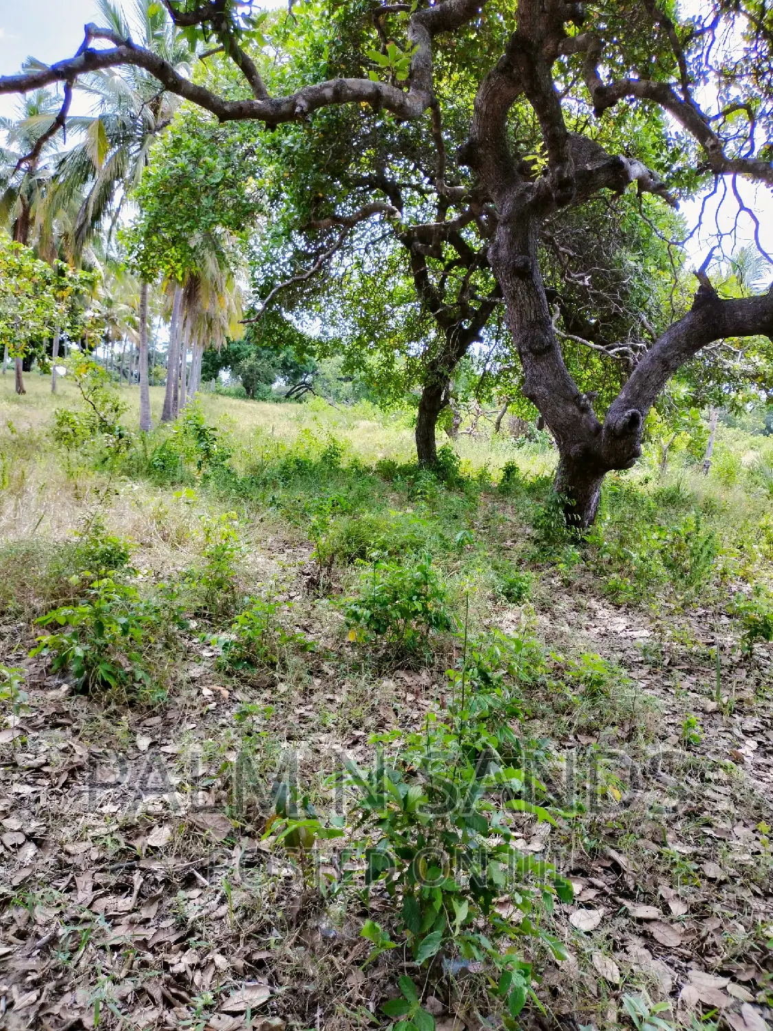 12-Acre Mvindeni Property for Sale: Your Dream Investment Awaits! in Ukunda