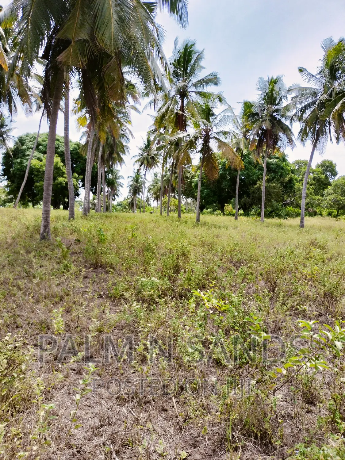 12-Acre Mvindeni Property for Sale: Your Dream Investment Awaits! in Ukunda