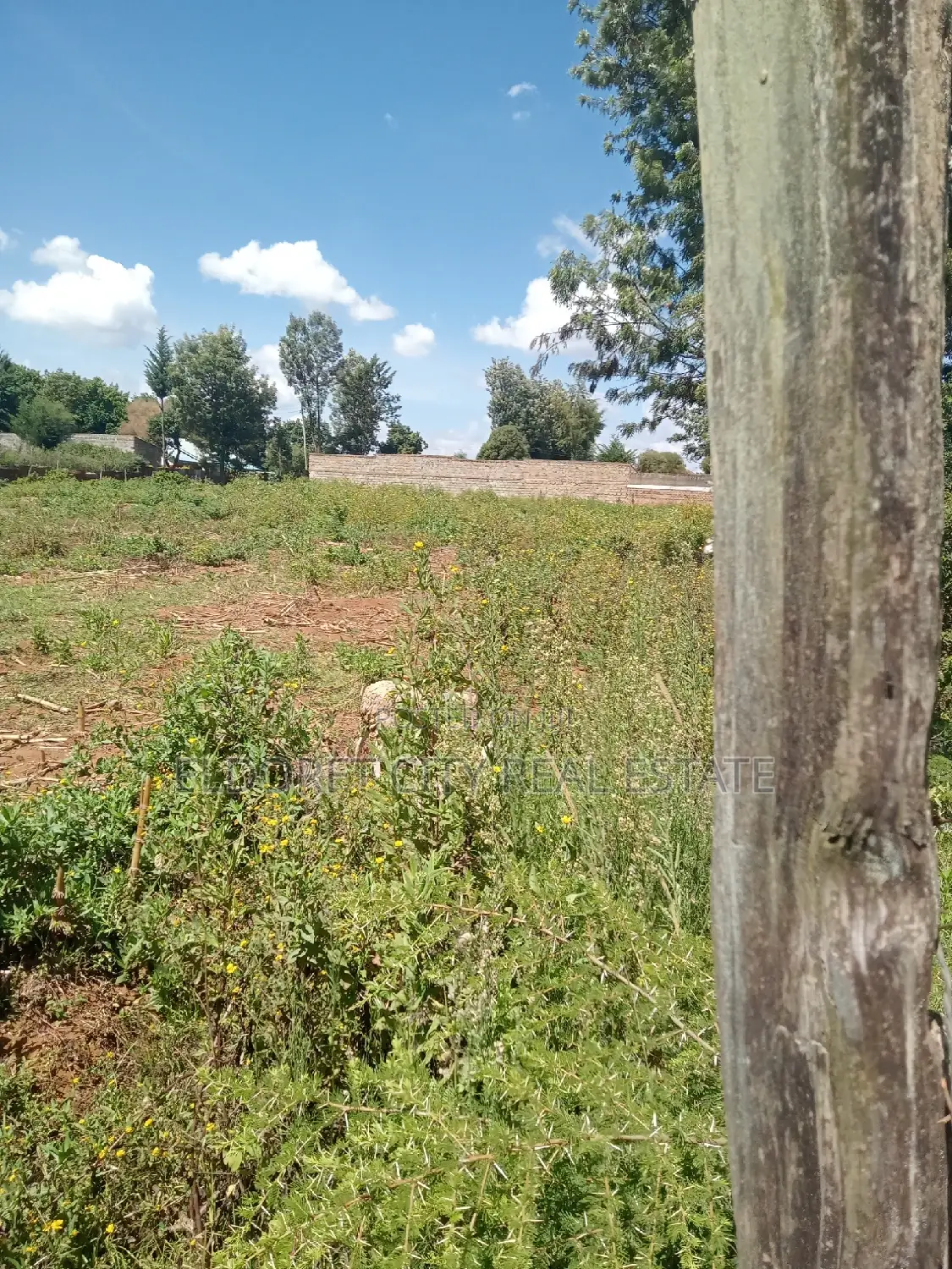 1/4 Plot Kimumu Betterfarm With Title in Kapsuswa