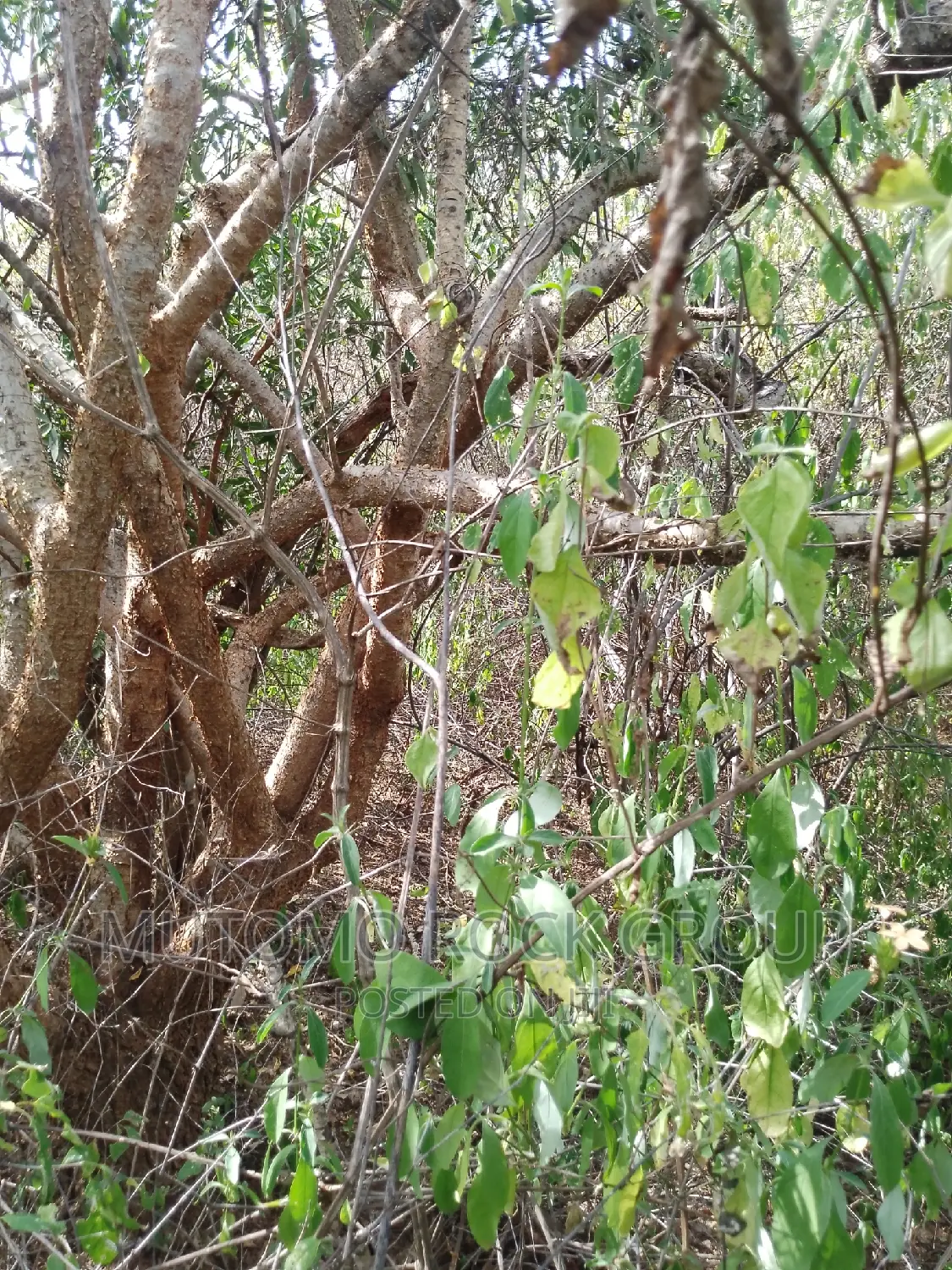 10,000 Acres for Sale in Mutomo