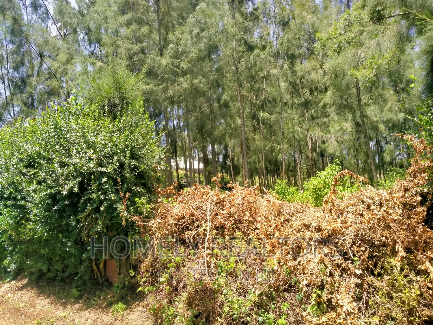 Eighth Acre Plot in Kiserian, Kaurai - Beautifully Wooded, Ideal for Nature Lovers in Kiserian
