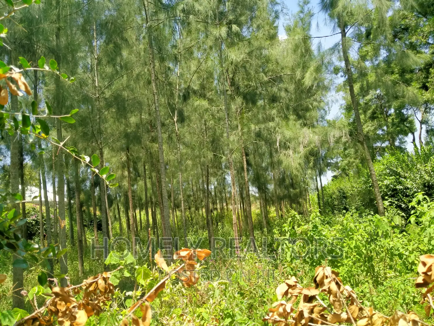 Eighth Acre Plot in Kiserian, Kaurai - Beautifully Wooded, Ideal for Nature Lovers in Kiserian
