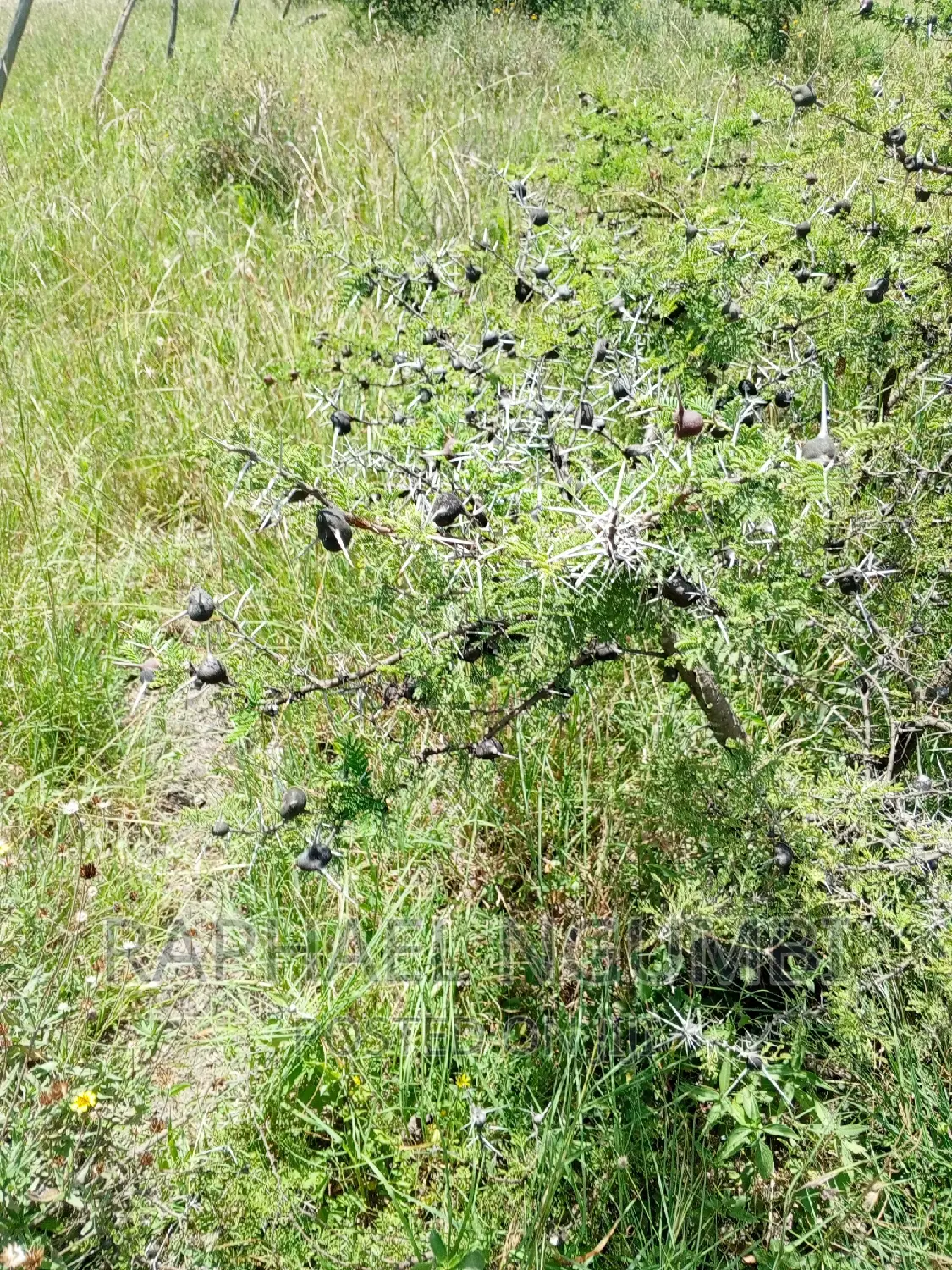 Four (4) Acres at Thaitha Machakos in Machakos Town