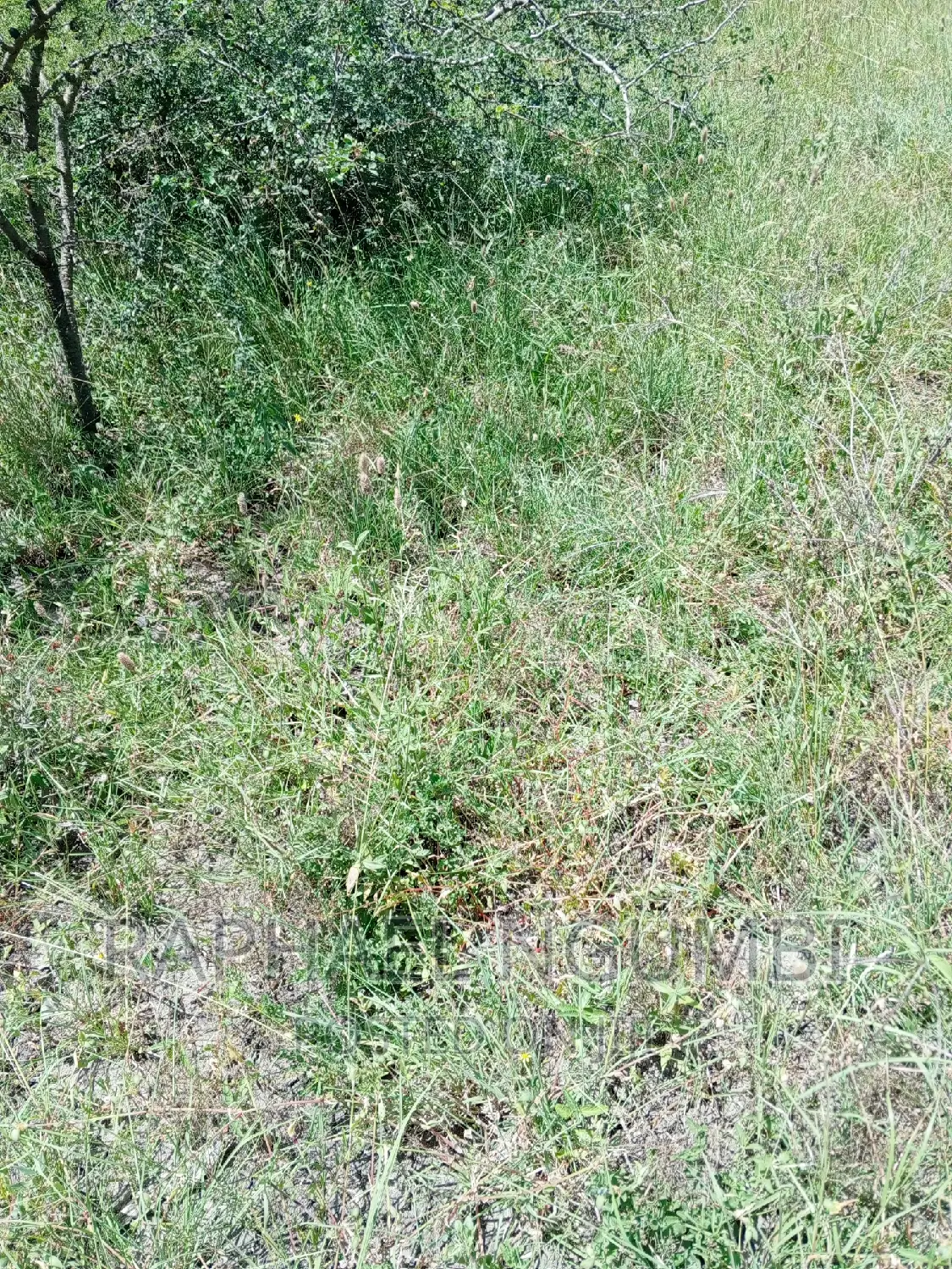 Four (4) Acres at Thaitha Machakos in Machakos Town