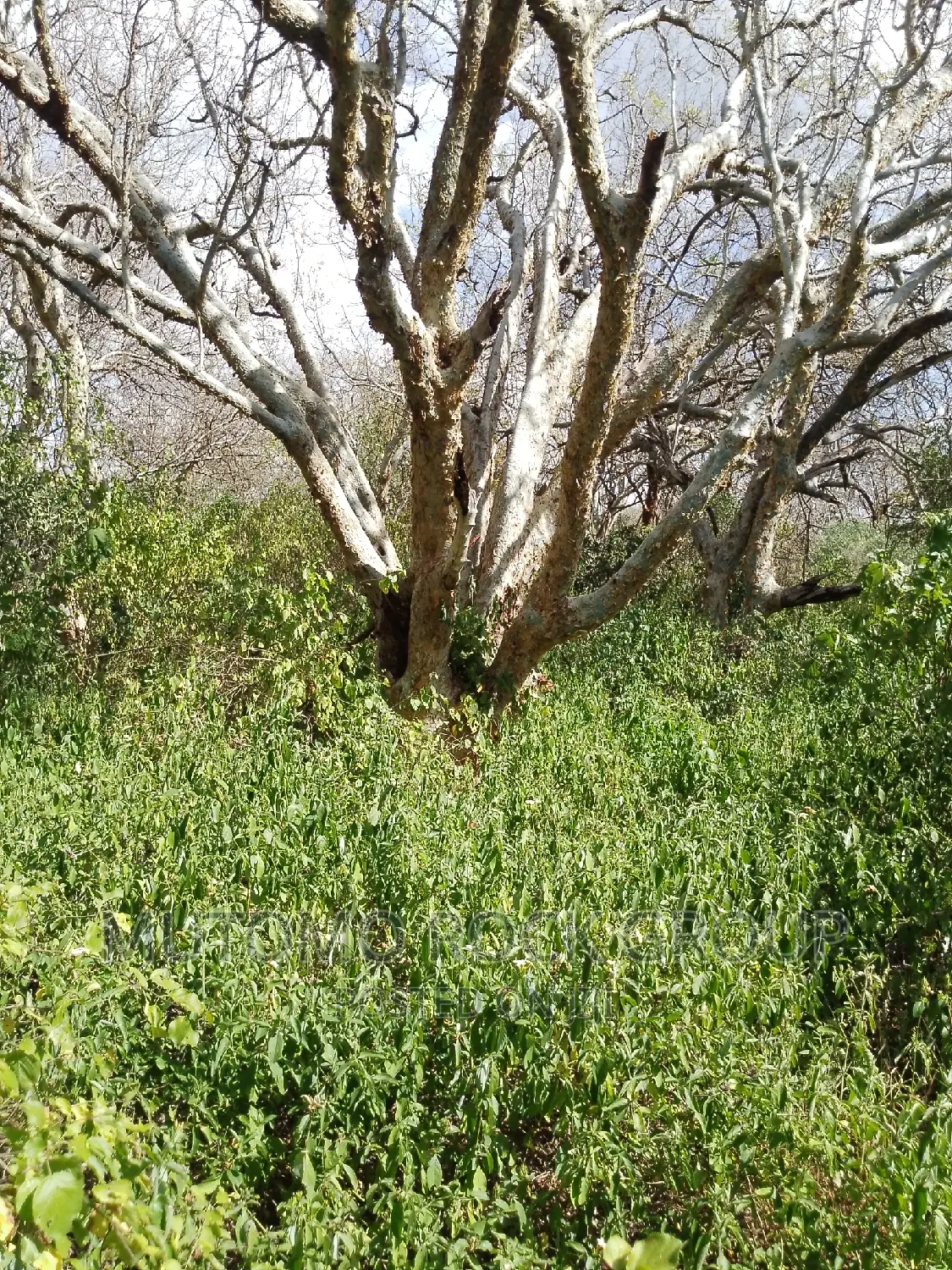 41 Acres For Sale in Mutomo