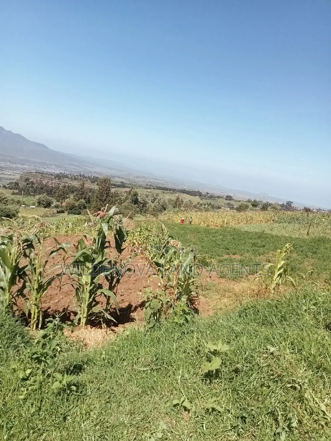 Viewpoint Naivasha: Land Opportunities Await in Naivasha East