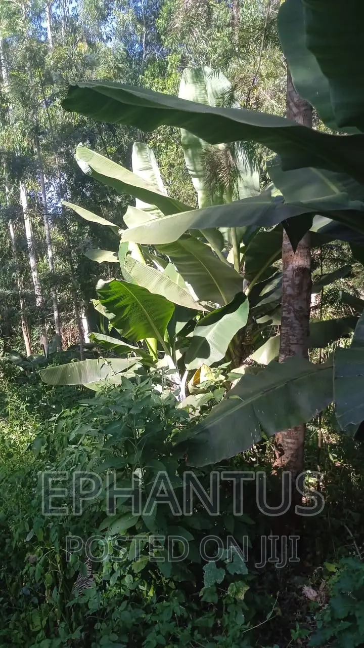 50 by 100 Tinganga in Tinganga