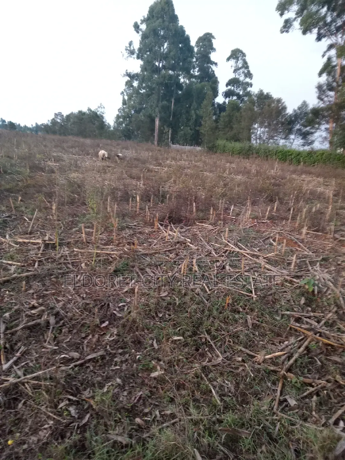 5 Acres Merewet With Title of Five. in Kapsuswa
