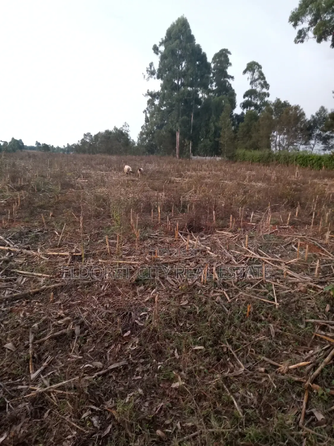 5 Acres Merewet With Title of Five. in Kapsuswa