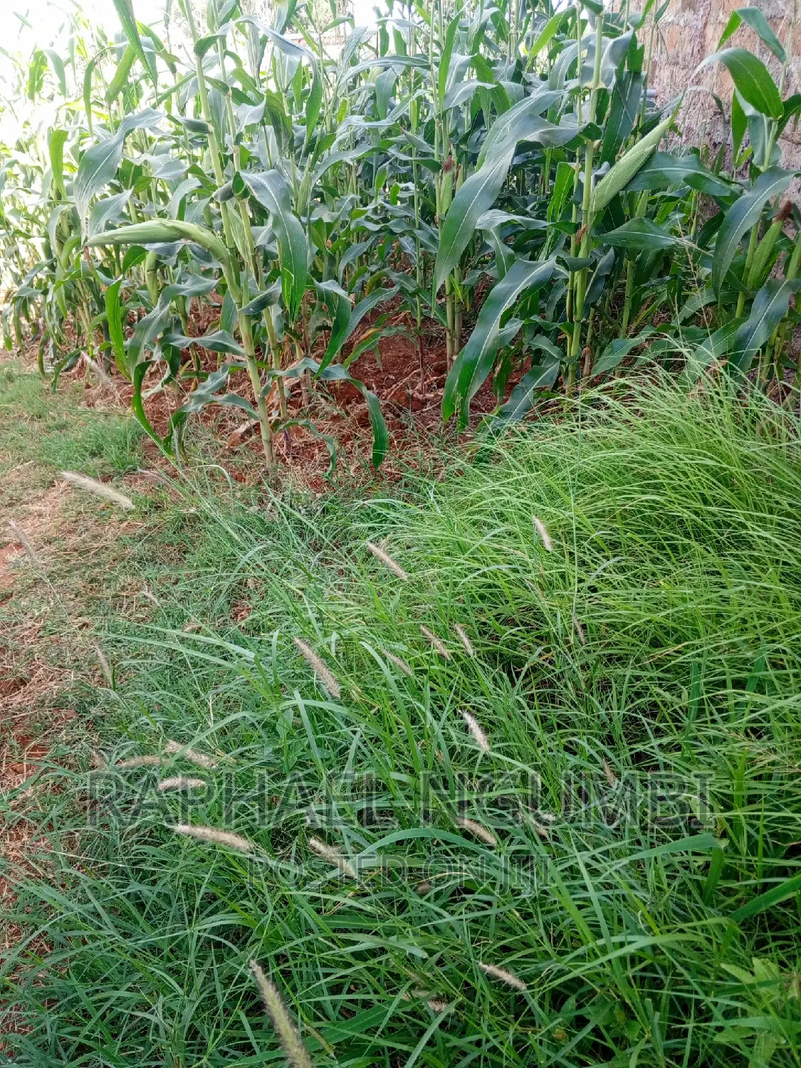 Machakos Katethya/Canaan in Machakos Town