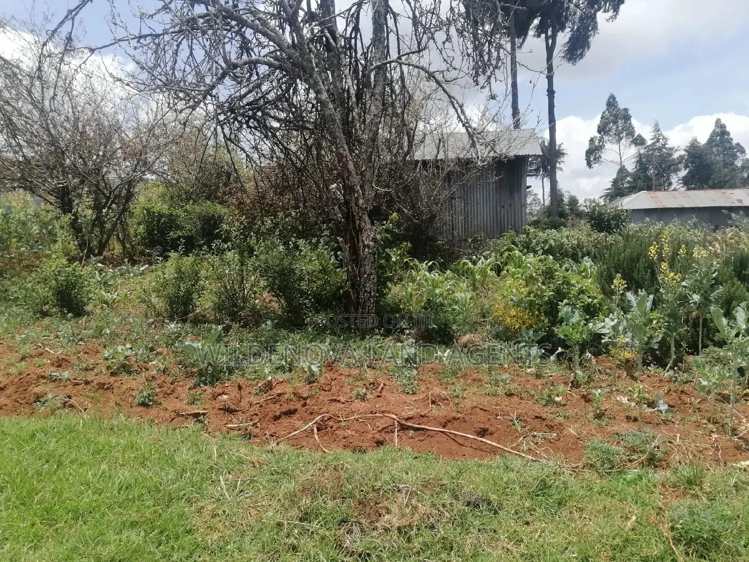Buy Land Now in Limuru Kinyogori Kiambu - Great Prices! in Bibirioni