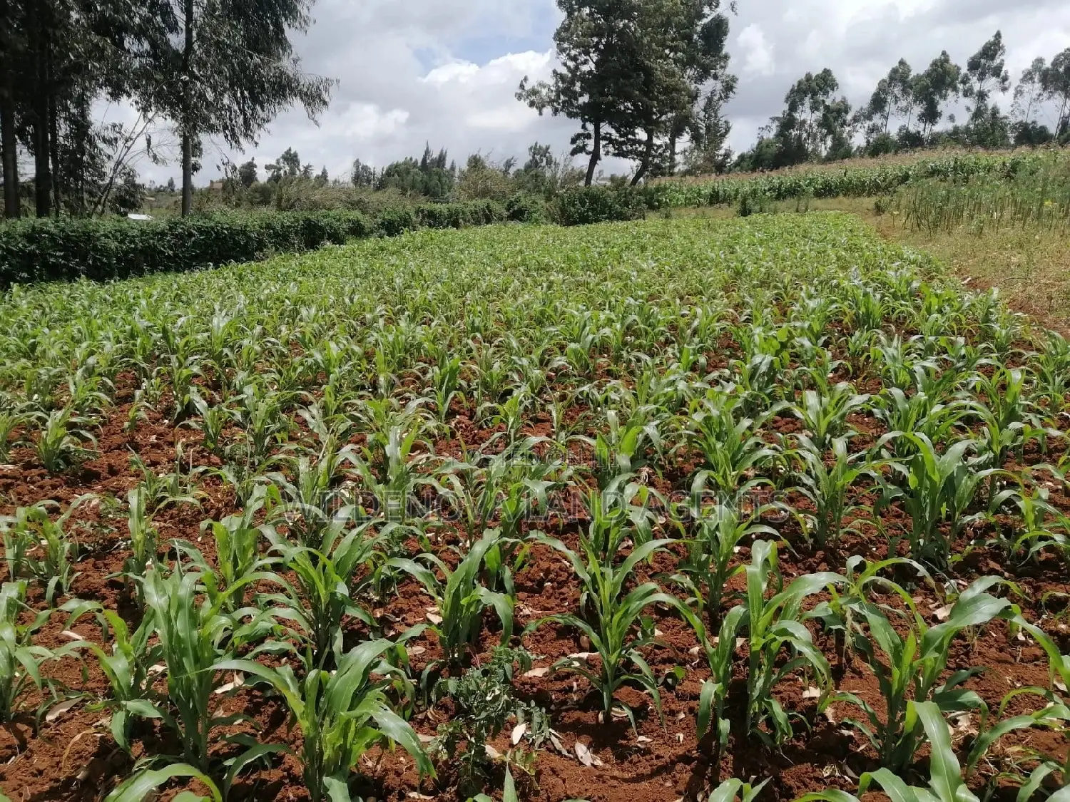Buy Land Now in Limuru Kinyogori Kiambu - Great Prices! in Bibirioni