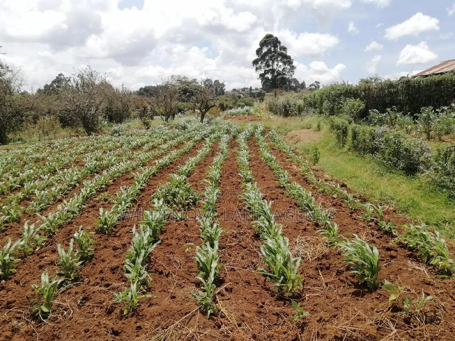 Buy Land Now in Limuru Kinyogori Kiambu - Great Prices! in Bibirioni