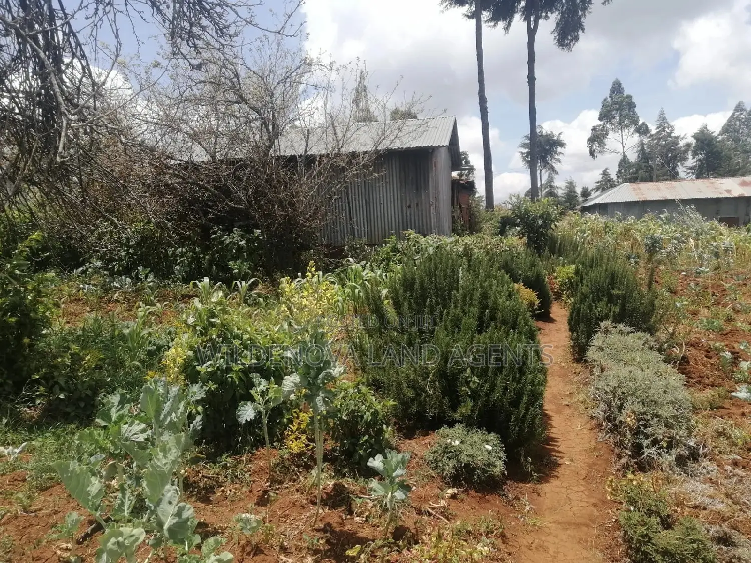 Buy Land Now in Limuru Kinyogori Kiambu - Great Prices! in Bibirioni