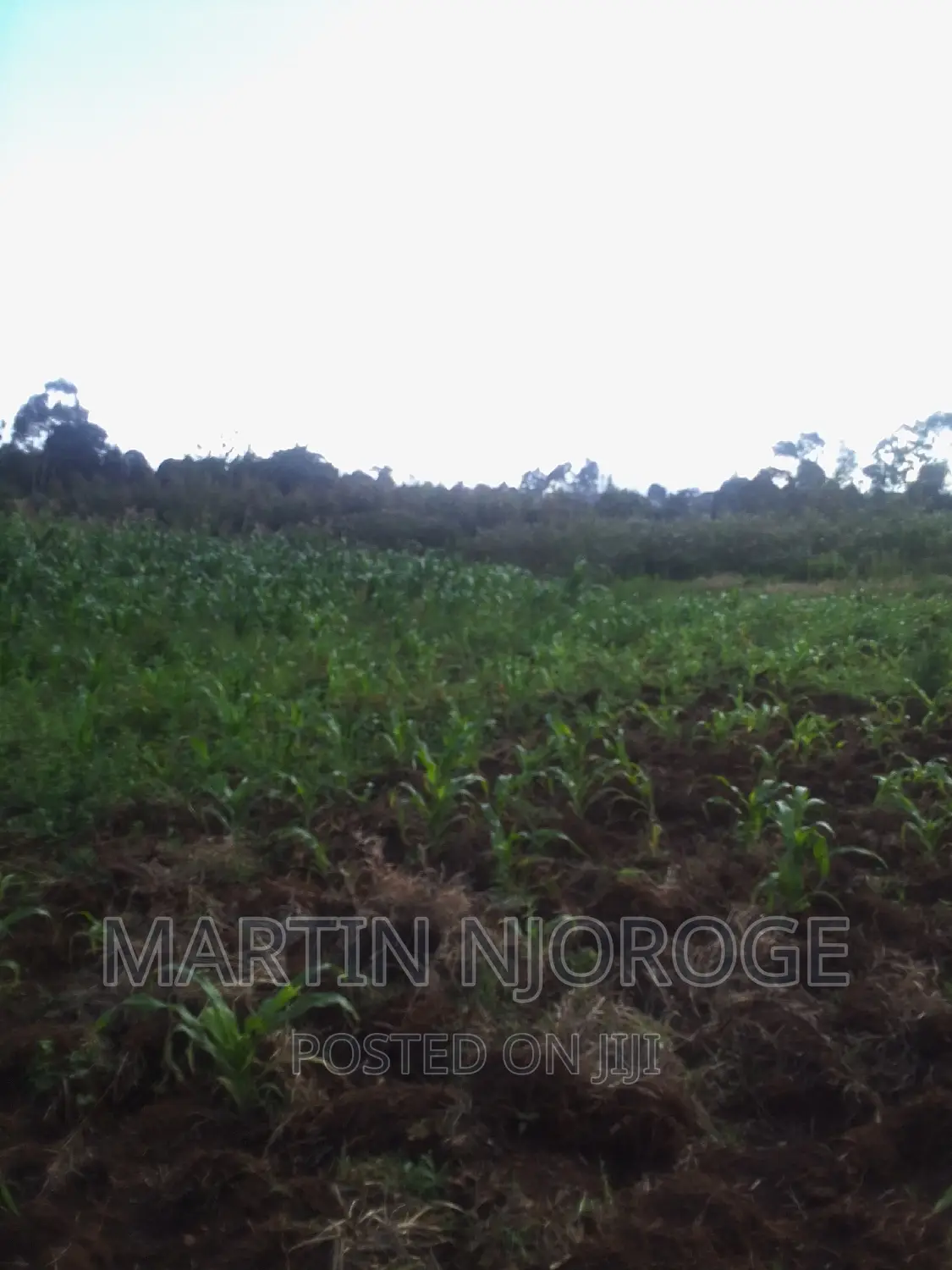 1⁄4( 100 by 100) Kamandura in Limuru CBD