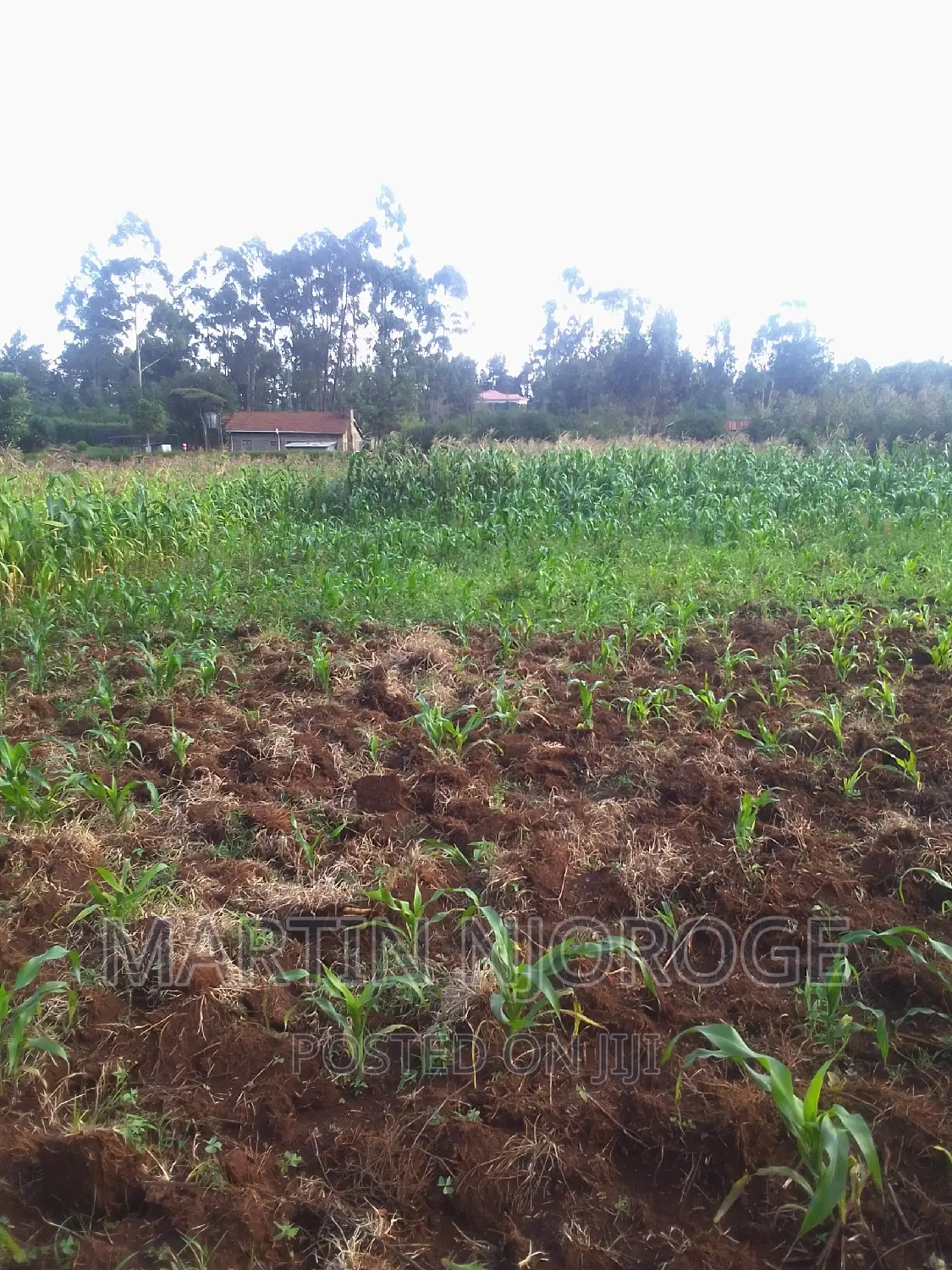 1⁄4( 100 by 100) Kamandura in Limuru CBD